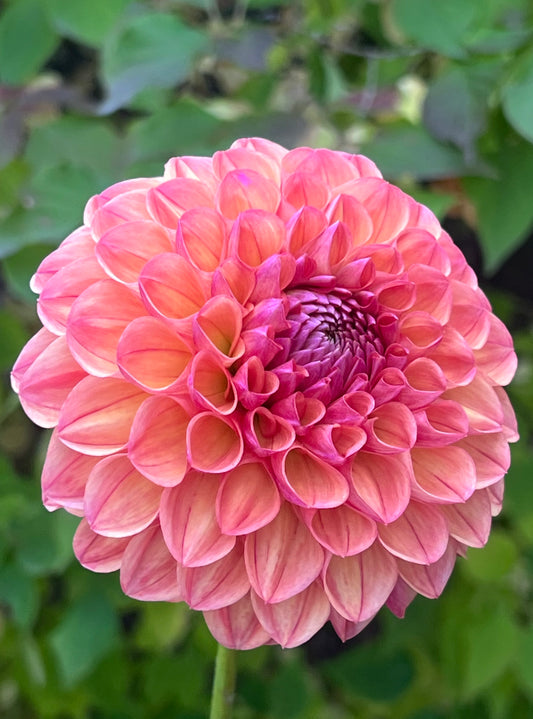 'Cecil' Tuber