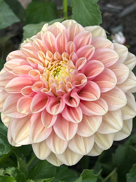 'Florelie Kindness' Tuber 🇦🇺