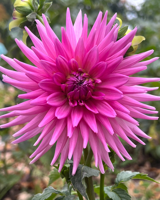 'Maks Sorbet' Tuber
