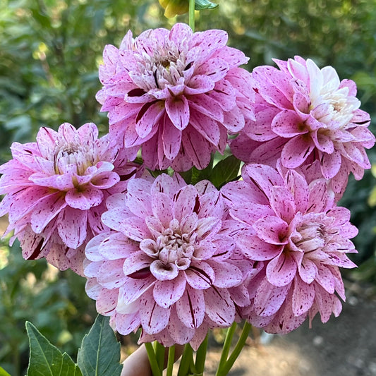 'WB's Strawberry Shortcake' Tuber