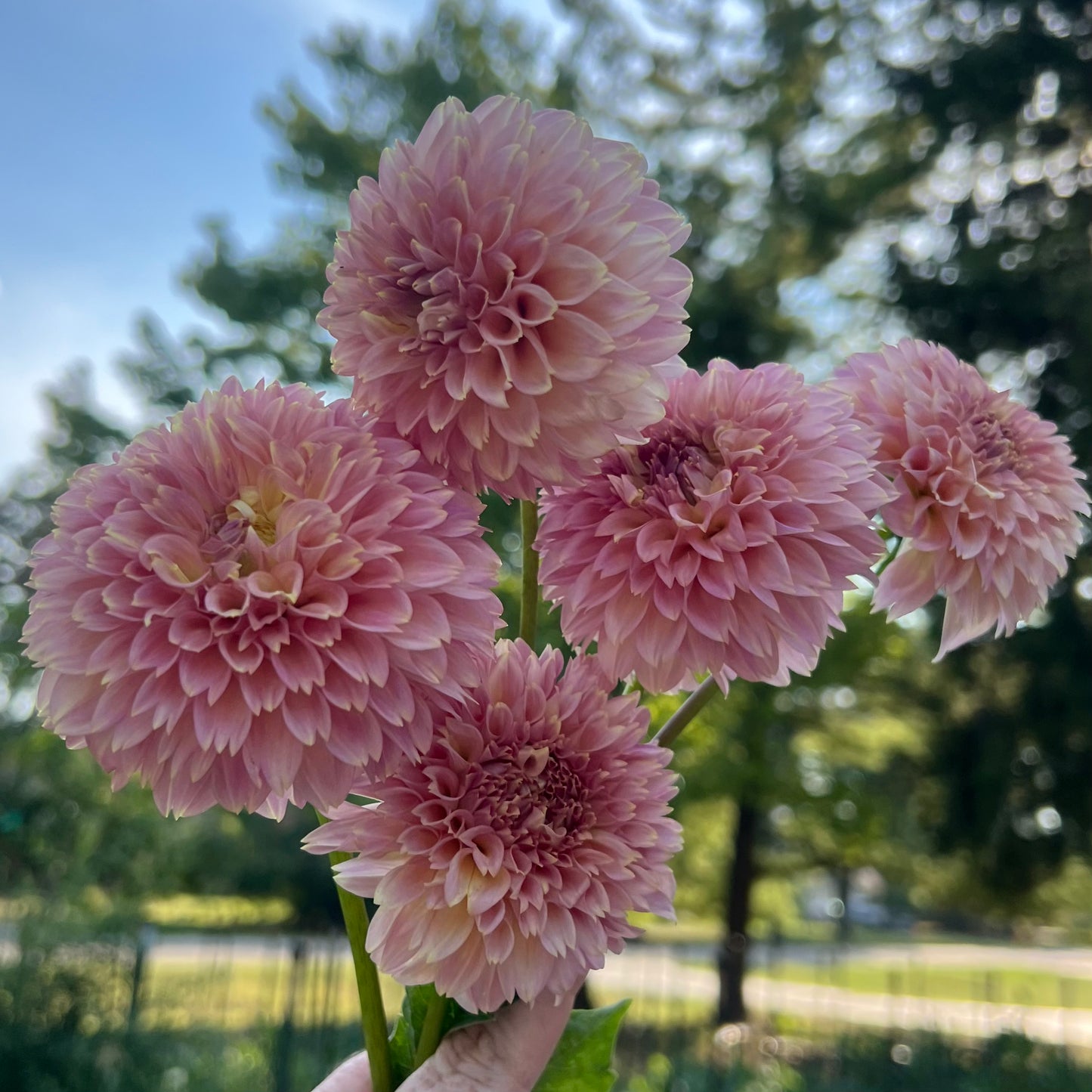 'Florelie Flamingo' Tuber 🇦🇺