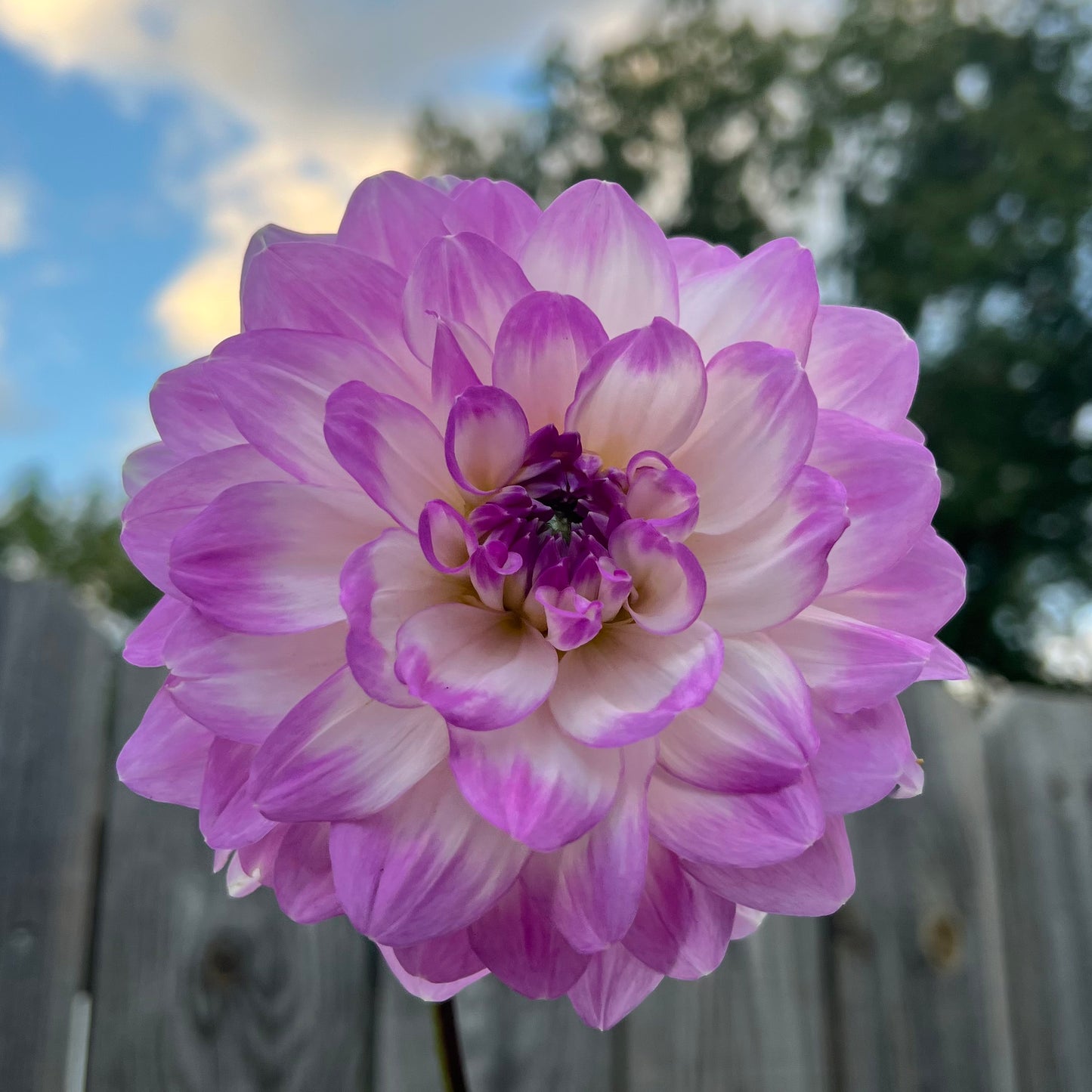 'Mikayla Miranda' Tuber