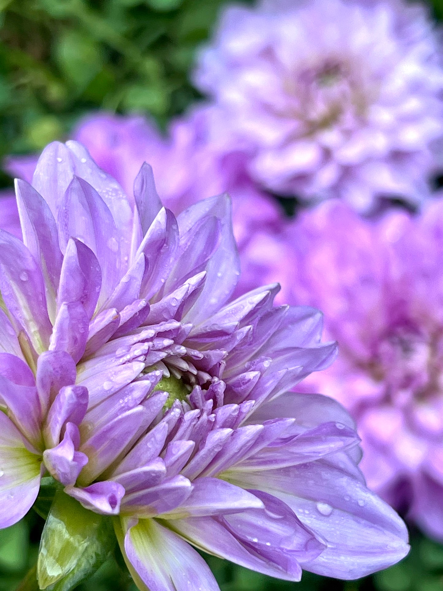 'Bluetiful' Tuber