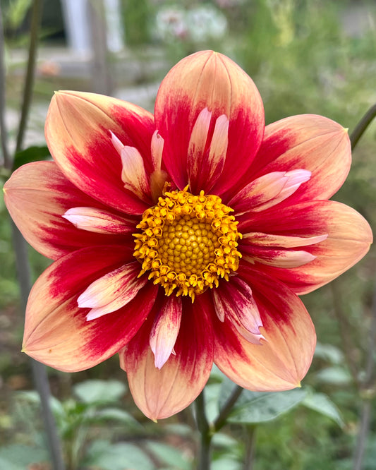'Orange Fire' Tuber