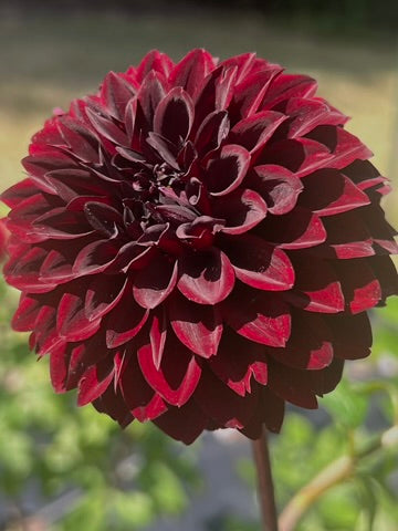 'River's Dark Chocolate' Tuber