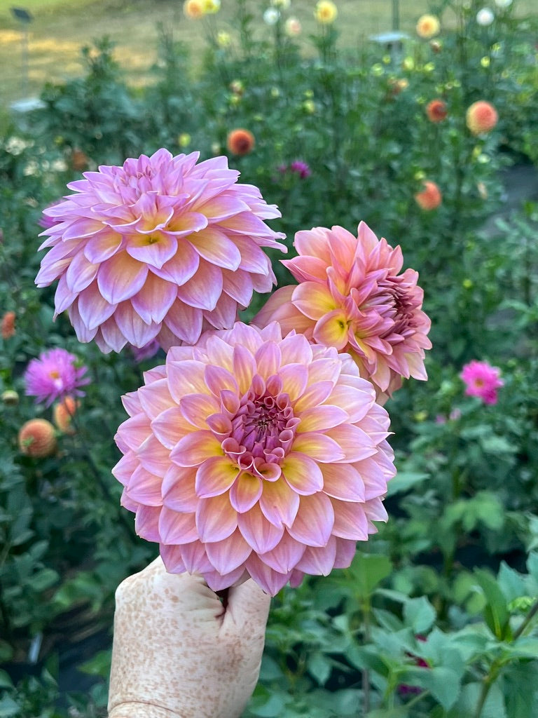 'Bloomquist Dave' Tuber