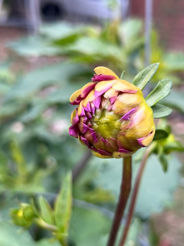 'Hollyhill Amethyst' Tuber