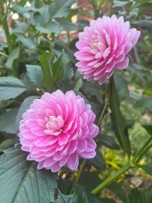 'Hollyhill Pink Parfait' Rooted Cutting