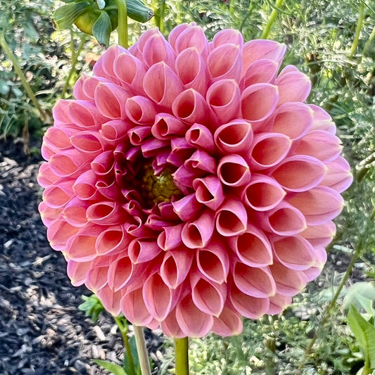 'Snoho JoJo' Tuber