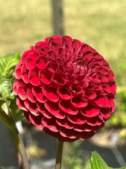 'Barbarry Bingo' Tuber