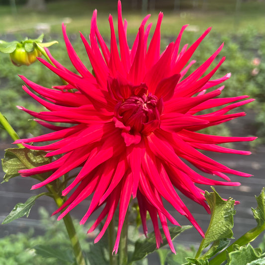 'AC Leo' Tuber