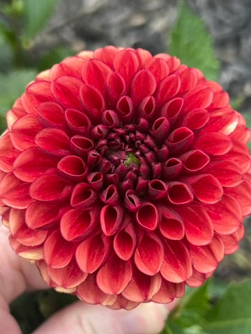 'Copperboy' Tuber