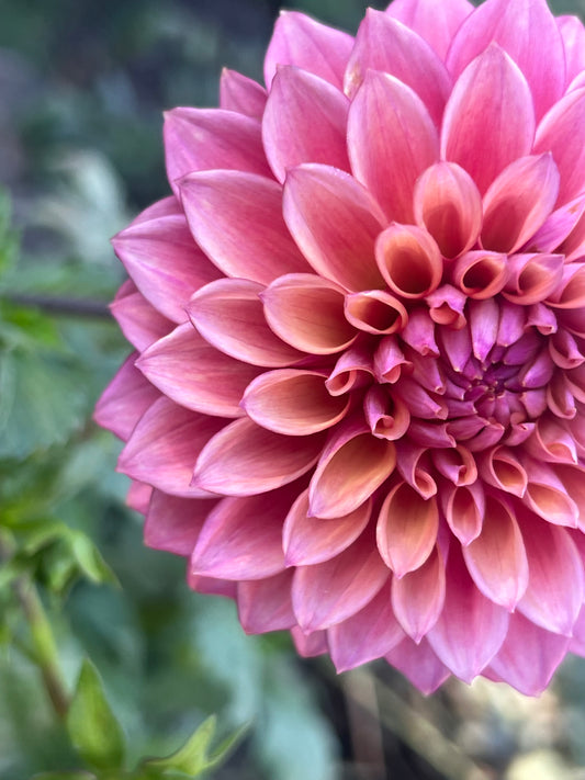 'Misfit Kaleidoscope' Tuber