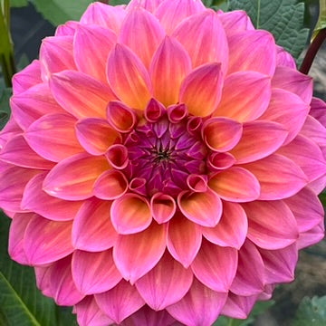 'Bloomquist Dave' Tuber