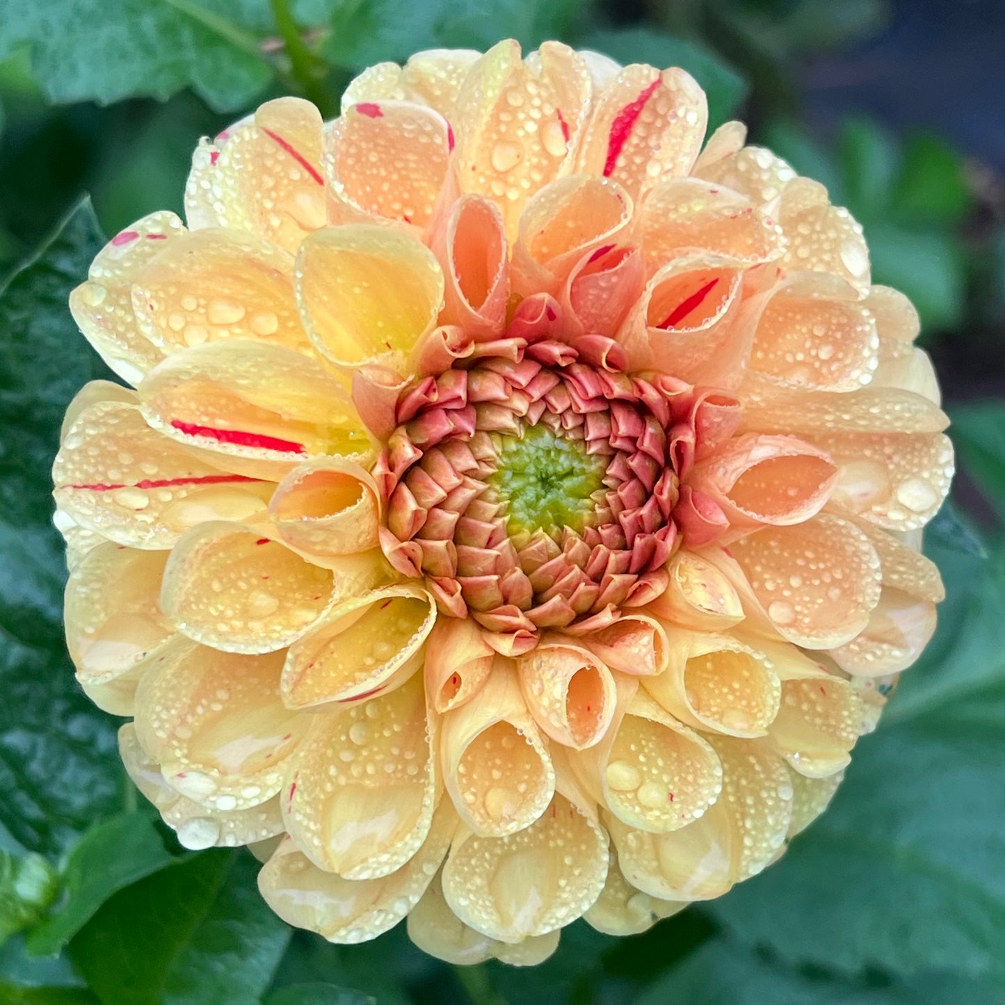 'Coseytown Morgan' Tuber