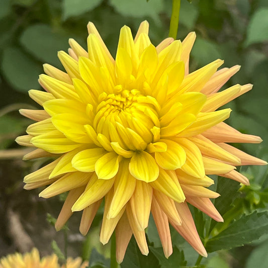 'Hollyhill Zarina' Tuber