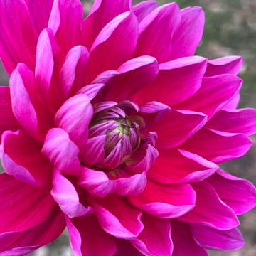 'Hollyhill Amethyst' Tuber