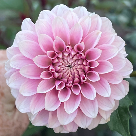 'Levi's Confessor' Tuber