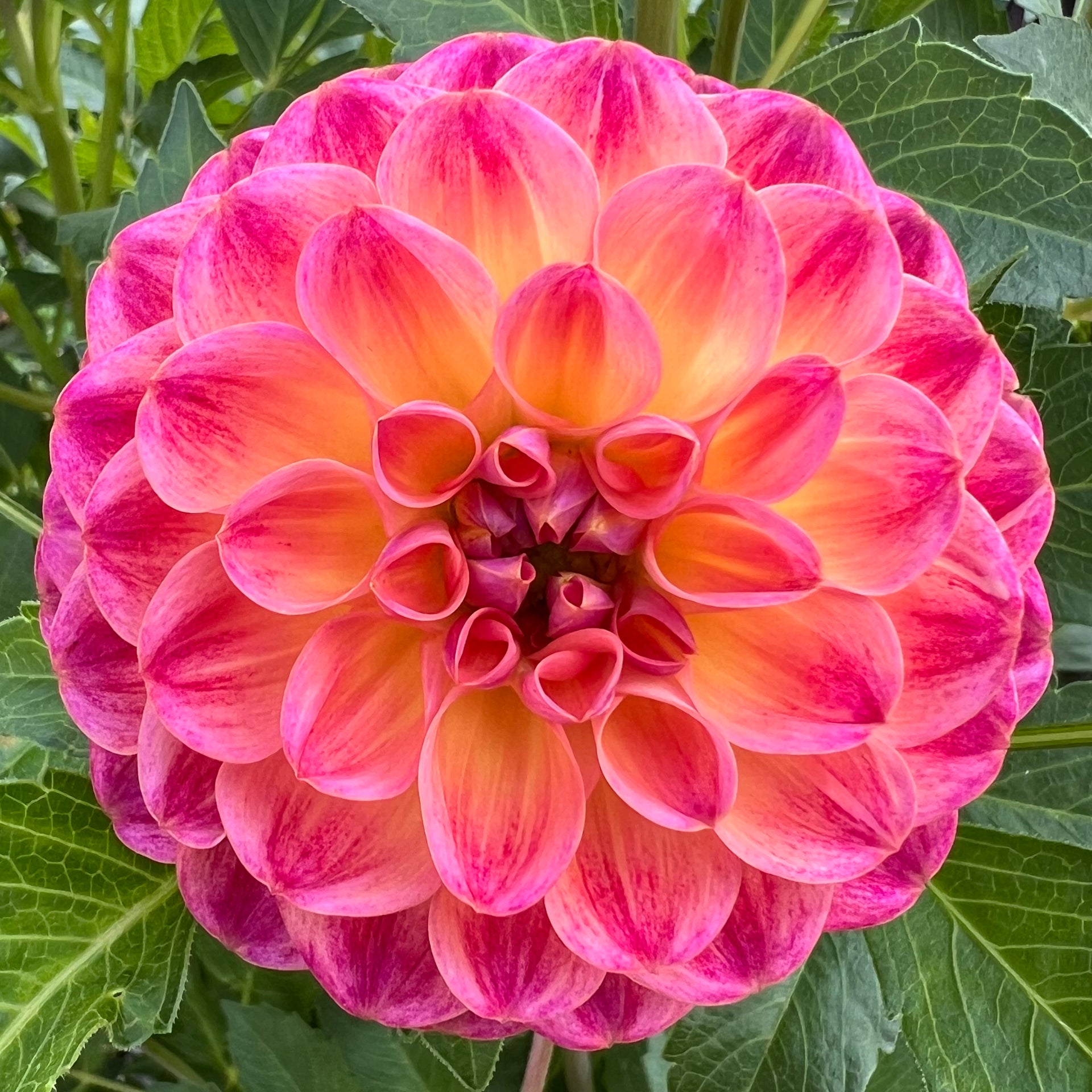 Verkist Cosmic Dahlia – Detroit Dahlias