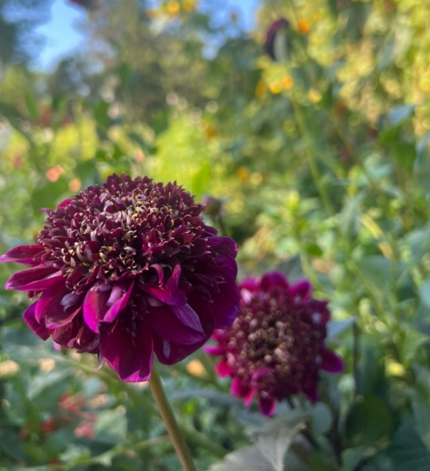 'Rosie Raven' Tuber