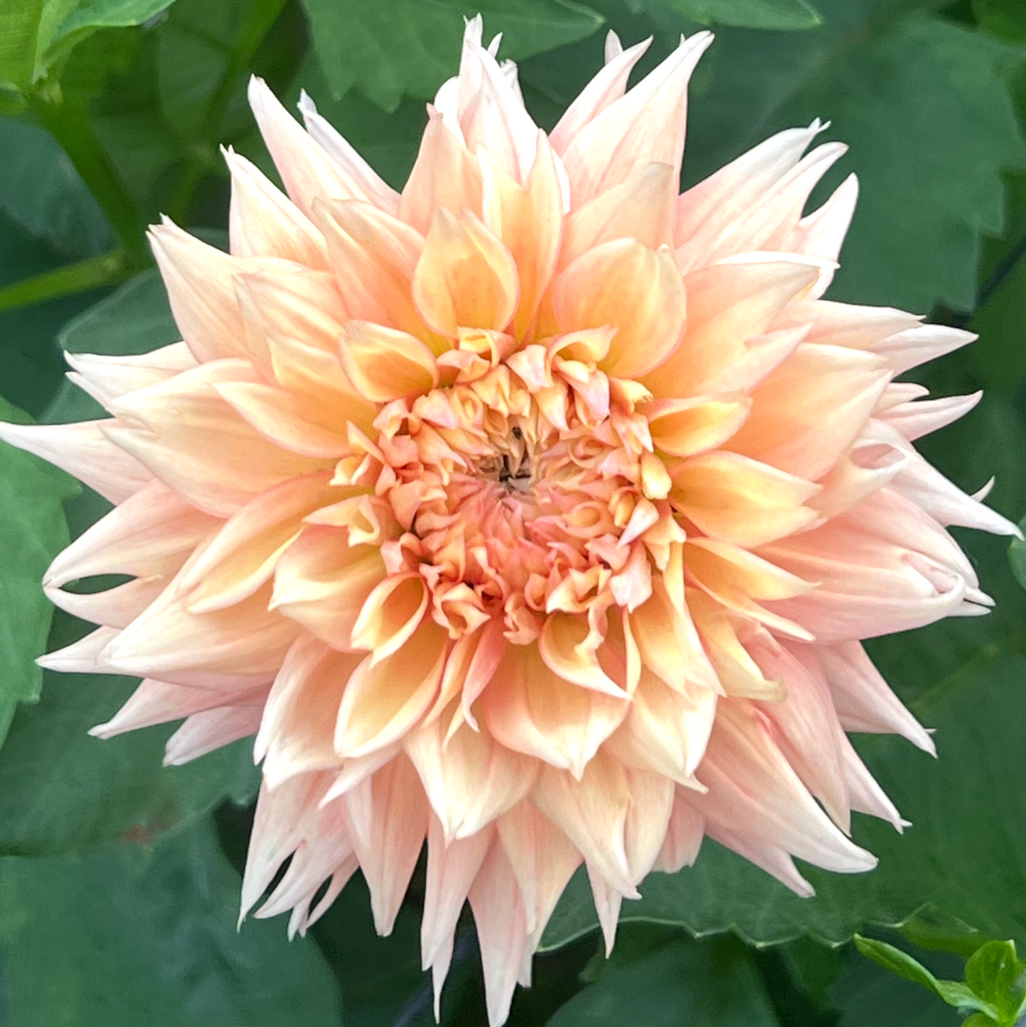 'Lee's Apricot Fizz' Tuber